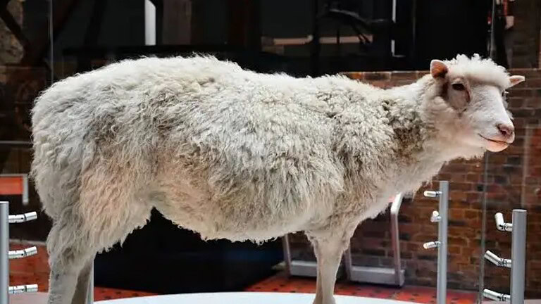 Dolly la pecora, perché la sua nascita restò segreta per 7 mesi