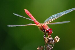 Libellule maschio combattono in cielo come piloti di caccia: lo studio