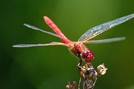 Libellule maschio combattono in cielo come piloti di caccia: lo studio