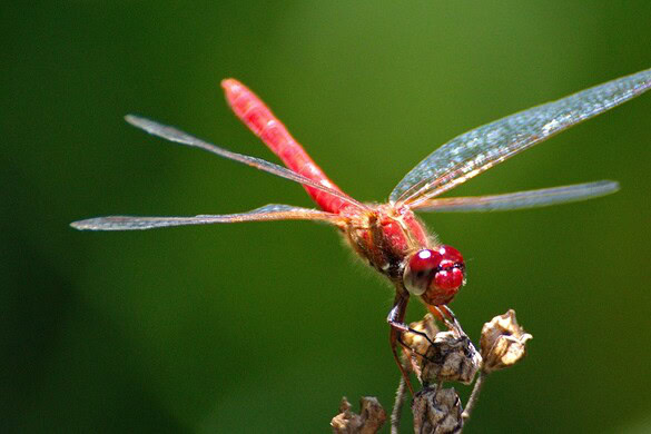 Libellule maschio combattono in cielo come piloti di caccia: lo studio