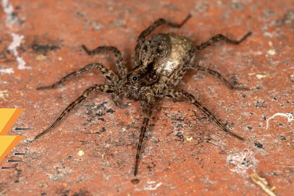 Ragni, una gara tra 258 esemplari svela chi corre più veloce di un uomo