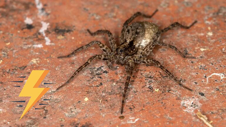 Ragni, una gara tra 258 esemplari svela chi corre più veloce di un uomo