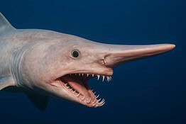 Goblin shark filmato vivo per la prima volta nelle profondità oceaniche