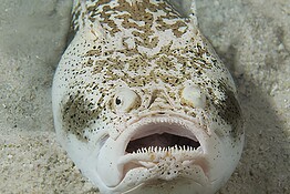 Pesce stargazer: il predatore velenoso ed elettrico sepolto nella sabbia