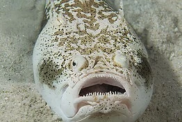 Pesce stargazer: il predatore velenoso ed elettrico sepolto nella sabbia