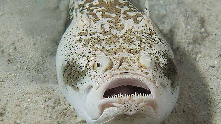 Pesce stargazer: il predatore velenoso ed elettrico sepolto nella sabbia