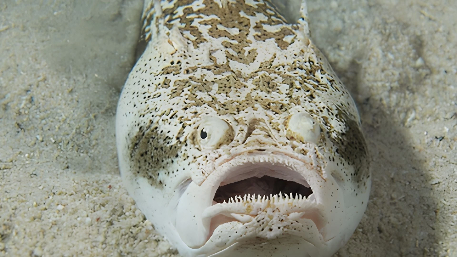 Pesce stargazer: il predatore velenoso ed elettrico sepolto nella sabbia