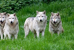 Lupi, l’uomo ha cambiato perfino la forma del loro cranio