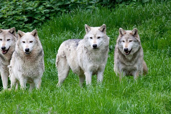 Lupi, l’uomo ha cambiato perfino la forma del loro cranio