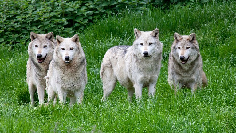 Lupi, l'uomo ha cambiato perfino la forma del loro cranio