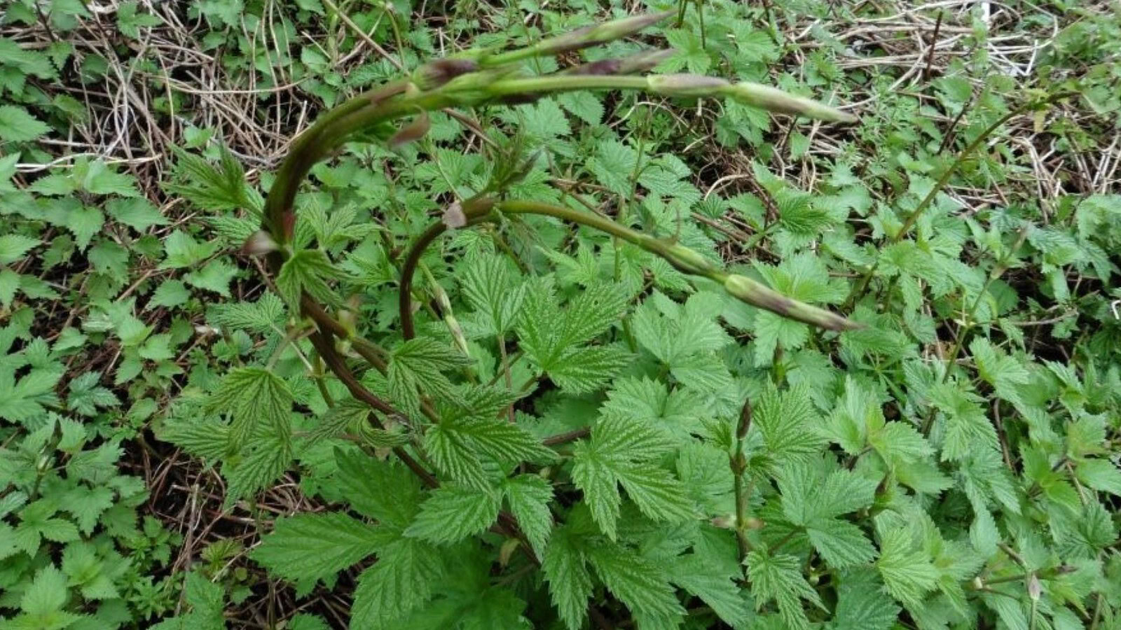 Luppolo selvatico, il germoglio che vale fino a 1.000 euro al kg