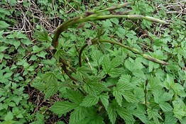 Luppolo selvatico, il germoglio che vale fino a 1.000 euro al kg