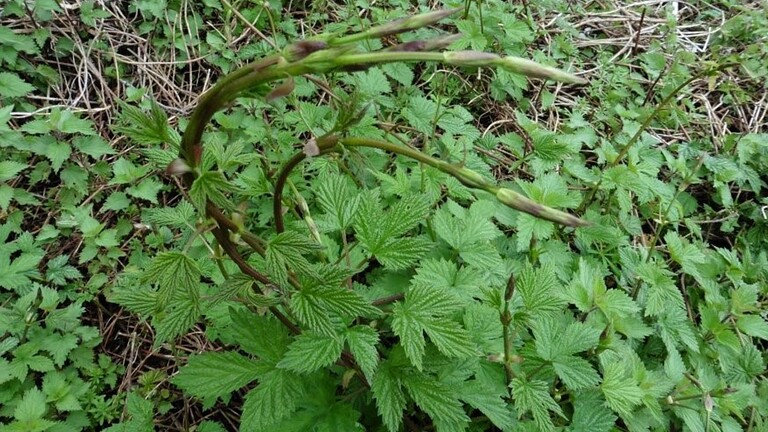 Luppolo selvatico, il germoglio che vale fino a 1.000 euro al kg