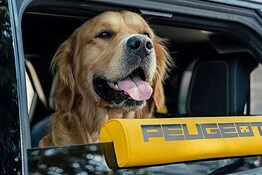 Peugeot E-5008 Dog Edition: l’auto progettata per il cane