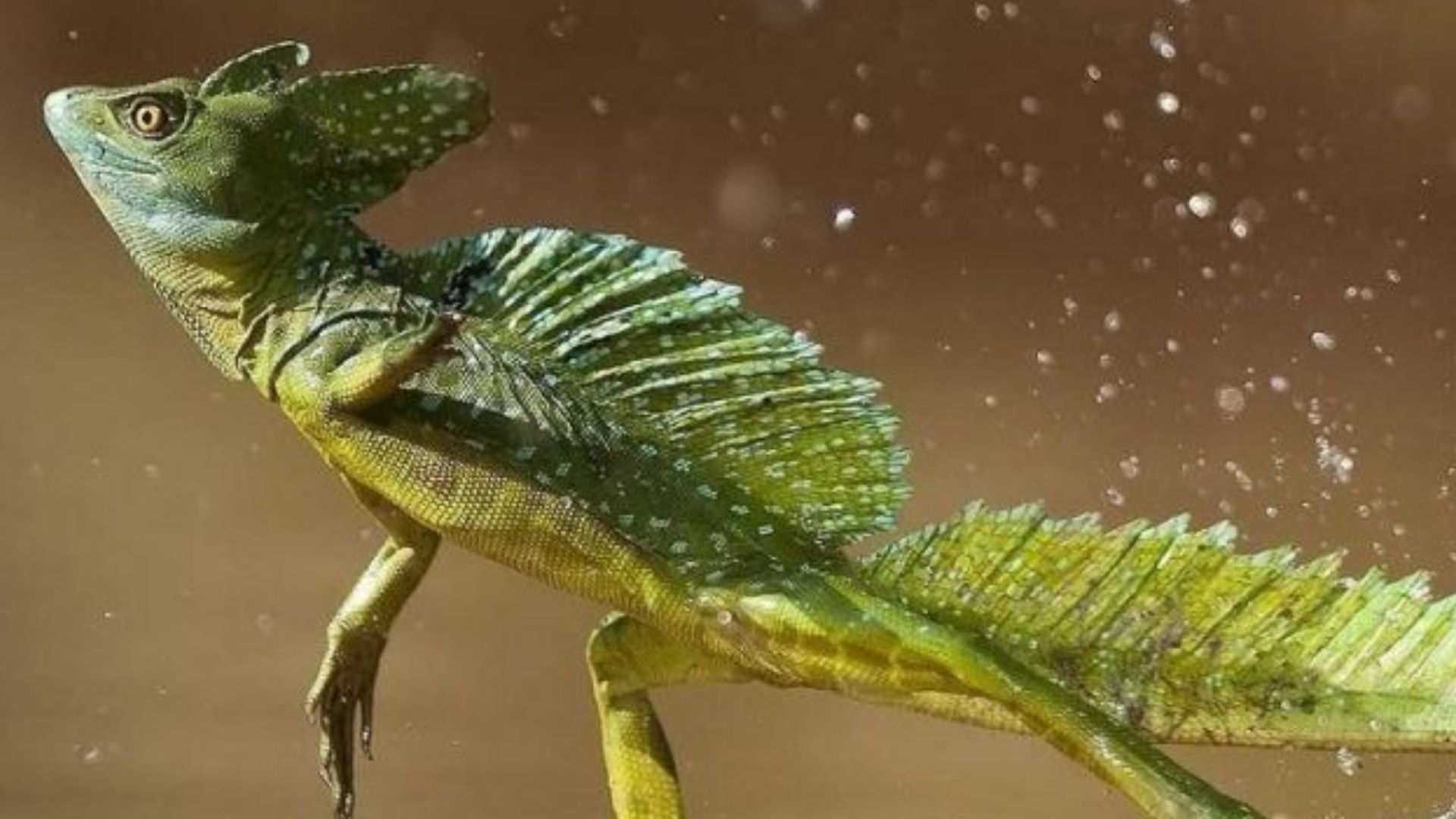 basilisco lucertola Basilisco, la lucertola reale che corre sull'acqua senza affondare