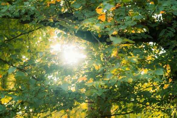 La fotosintesi delle querce continua anche senza crescita, ma come?