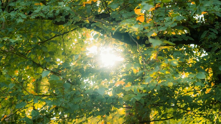 La fotosintesi delle querce continua anche senza crescita, ma come?
