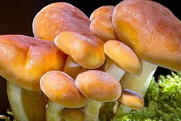 Psilocibina: una dose modifica il cervello fino a un mese