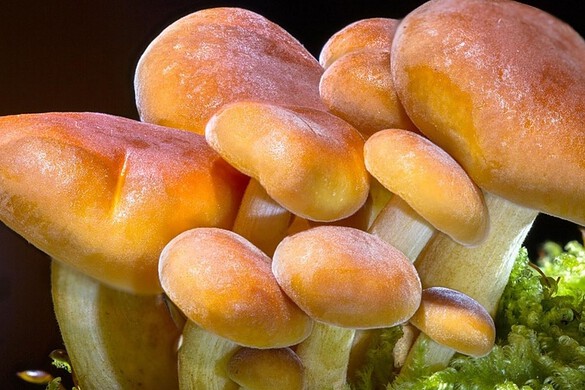 Psilocibina: una dose modifica il cervello fino a un mese