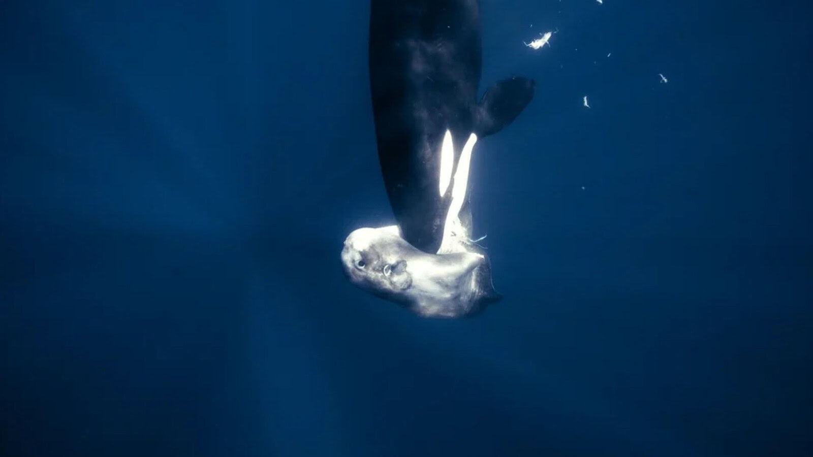 Orche, il metodo di caccia che fa esplodere i pesci luna