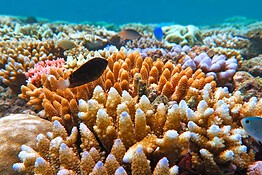 Grande Barriera Corallina: scoperti 300.000 virus e 500 batteri