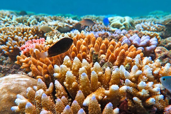Grande Barriera Corallina: scoperti 300.000 virus e 500 batteri