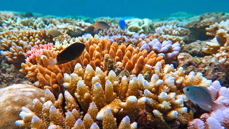 Grande Barriera Corallina: scoperti 300.000 virus e 500 batteri