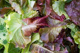 Cyclospora, il parassita nella lattuga scatena il focolaio record USA