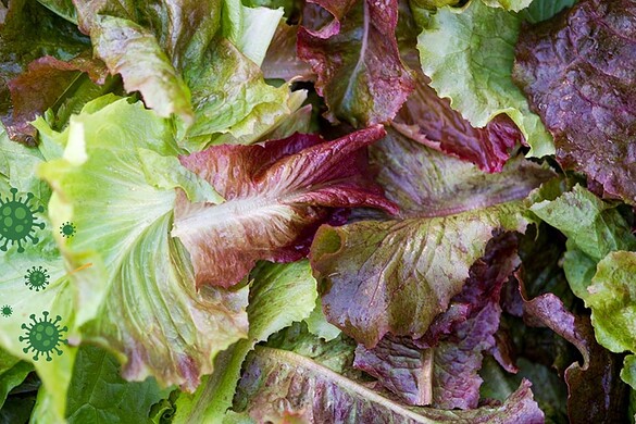 Cyclospora, il parassita nella lattuga scatena il focolaio record USA