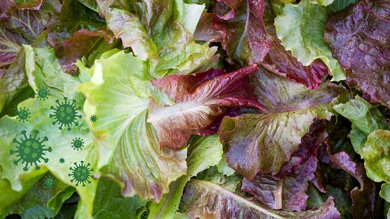 Cyclospora, il parassita nella lattuga scatena il focolaio record USA