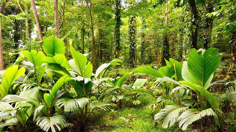 Vita sulla Terra: le piante resisteranno 1,8 miliardi di anni