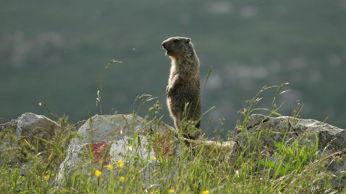 OnlyFans salva le marmotte: scienziati lanciano OnlyMarms per la ricerca