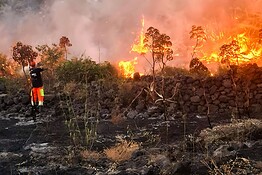 Apple, doppia donazione per incendi in Europa e terremoto in Giappone