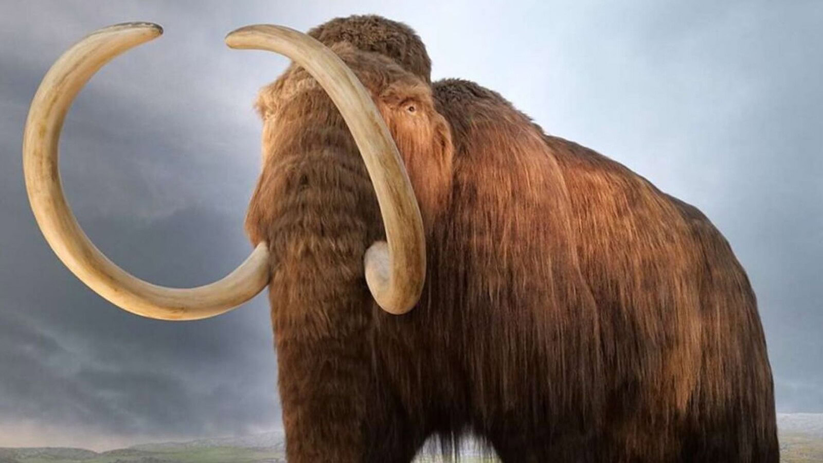 Mammut lanoso, il DNA rivela cromosomi sessuali mai visti prima