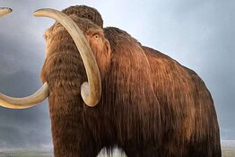 Mammut lanoso, il DNA rivela cromosomi sessuali mai visti prima