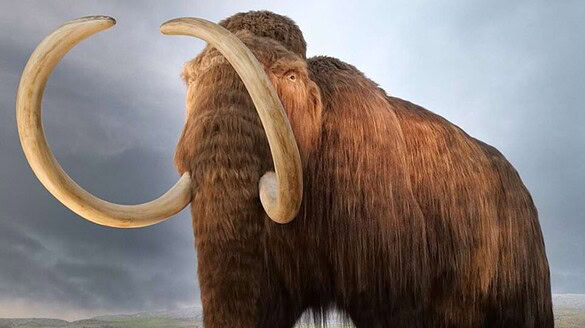 Mammut lanoso, il DNA rivela cromosomi sessuali mai visti prima