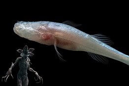 Pesce Demogorgone: scoperta la specie cieca in una sola grotta