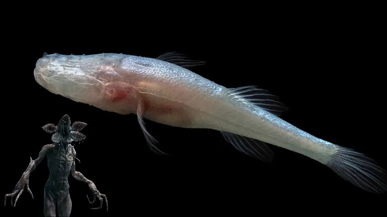Pesce Demogorgone: scoperta la specie cieca in una sola grotta