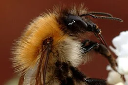 Sulfoxaflor, il pesticida “sicuro” che blocca la fertilità dei bombi