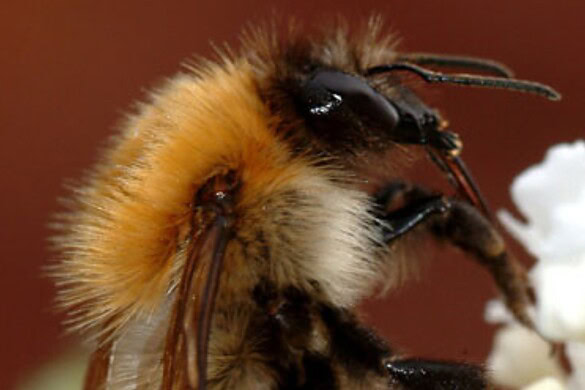 Sulfoxaflor, il pesticida “sicuro” che blocca la fertilità dei bombi