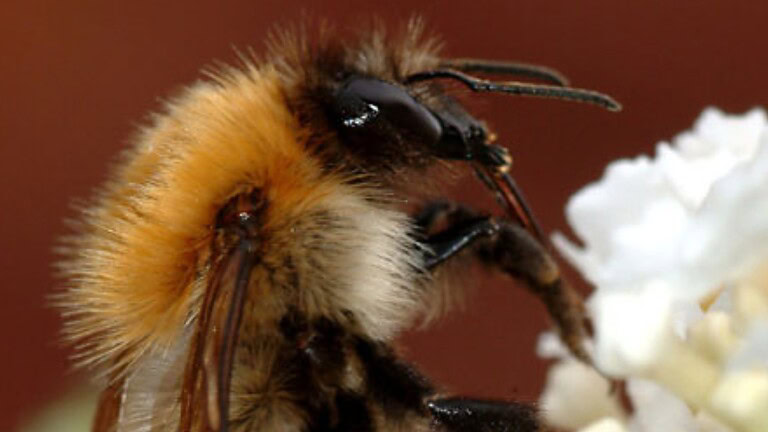 Sulfoxaflor, il pesticida "sicuro" che blocca la fertilità dei bombi