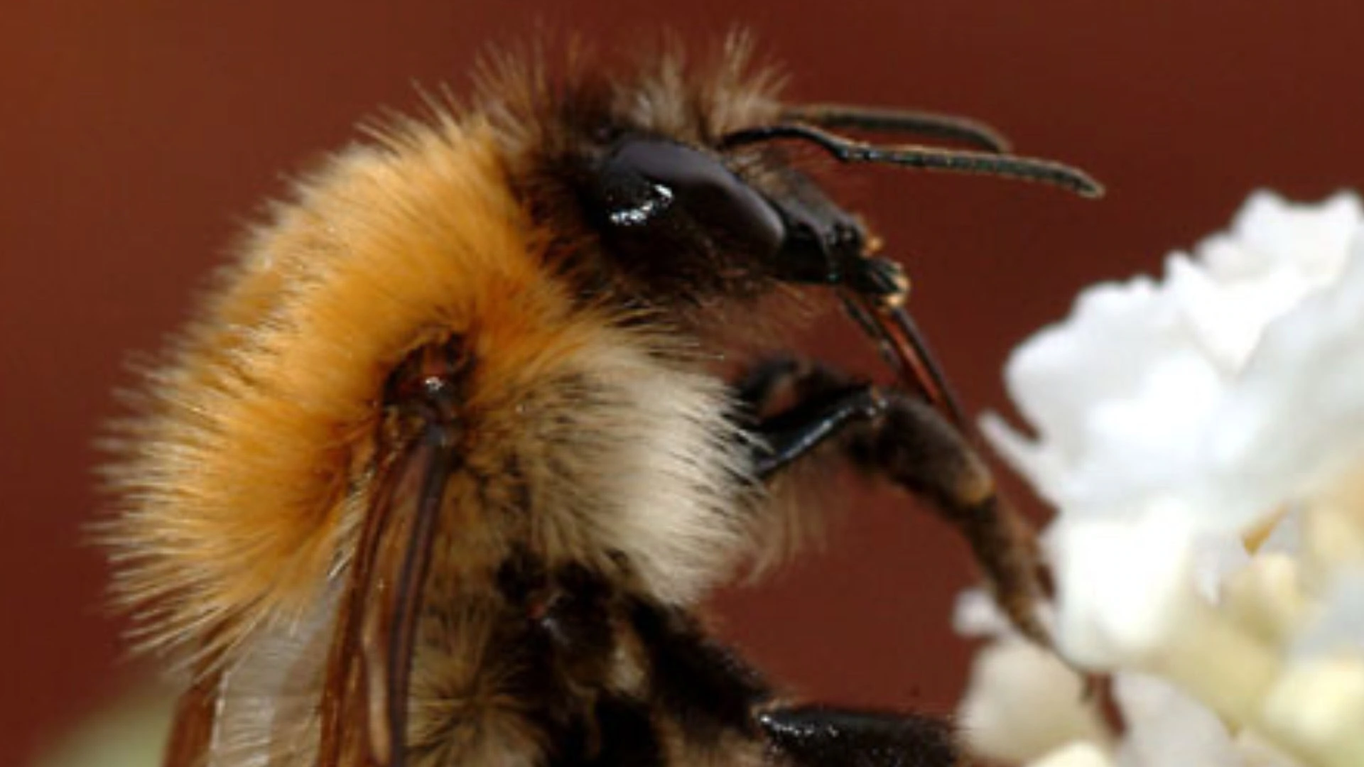 Sulfoxaflor, il pesticida "sicuro" che blocca la fertilità dei bombi