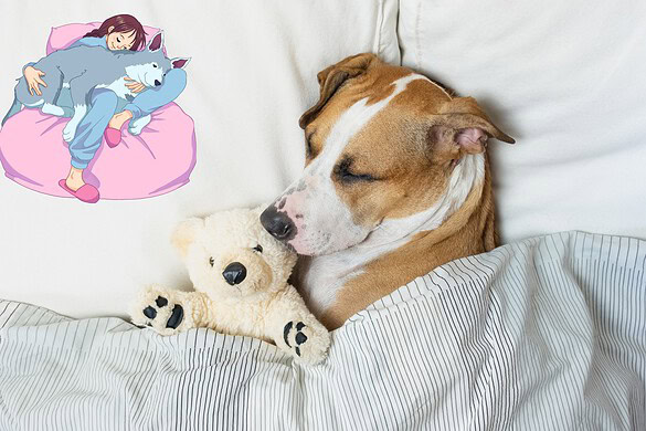 Dormire con il cane o il gatto: cosa dice davvero la scienza