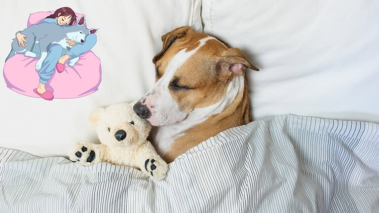 Dormire con il cane o il gatto: cosa dice davvero la scienza