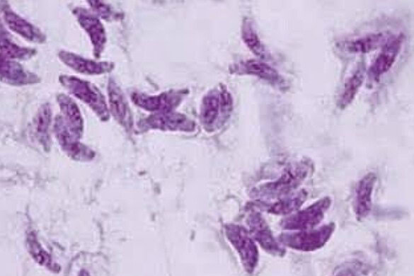 Toxoplasma gondii, il parassita che colpisce 1 persona su 3 e minaccia la vista