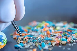 Scarti di granchio contro le microplastiche: l’idea dei ricercatori giapponesi