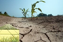 Siccità e risaie: la crisi idrica del 2022 che ha piegato il riso italiano