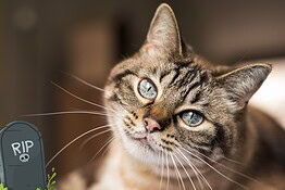 Oscar il gatto che percepisce la morte: cosa dice la scienza