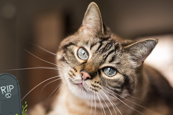 Oscar il gatto che percepisce la morte: cosa dice la scienza