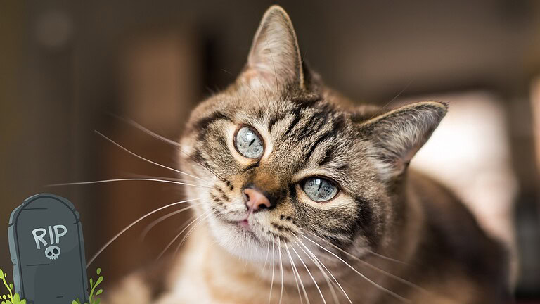 Oscar il gatto che percepisce la morte: cosa dice la scienza